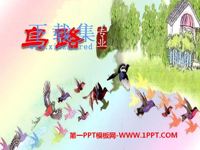 《鸟路》PPT课件2