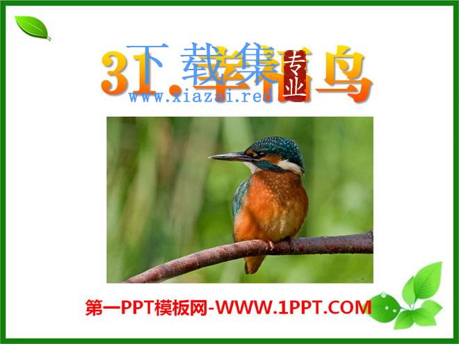 《幸福鸟》PPT课件5