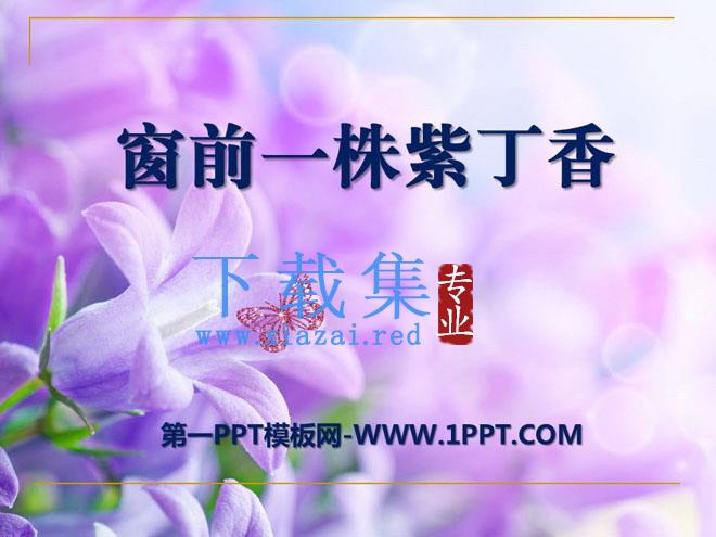 《窗前一株紫丁香》PPT课件3