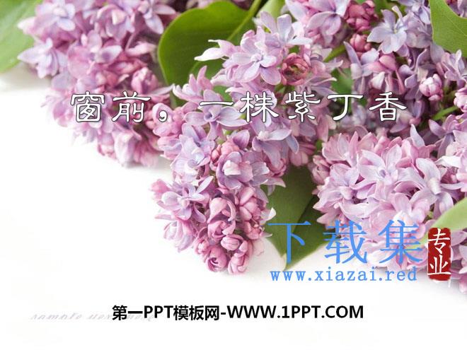 《窗前一株紫丁香》PPT课件4