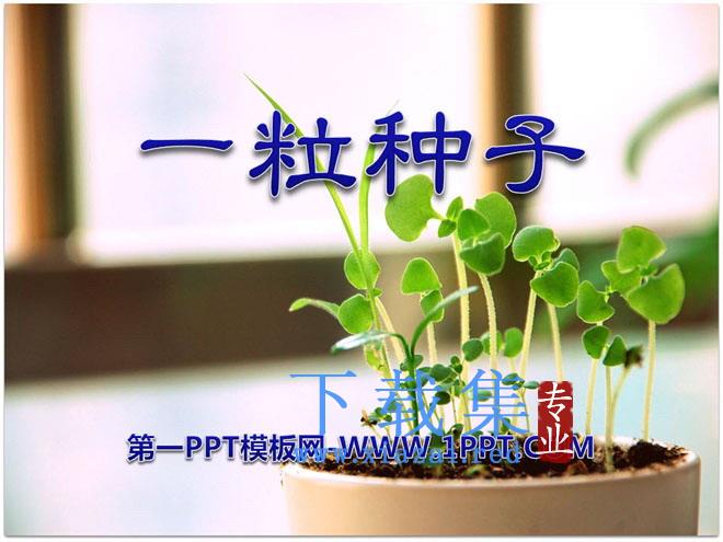 《一粒种子》PPT课件4