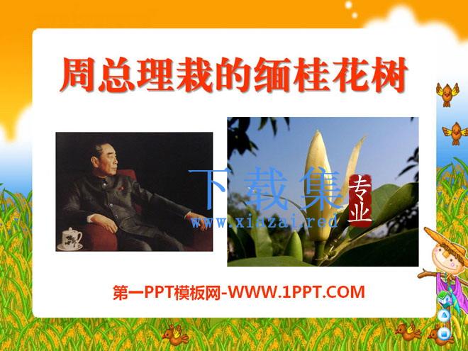 《周总理栽的缅桂花树》PPT课件