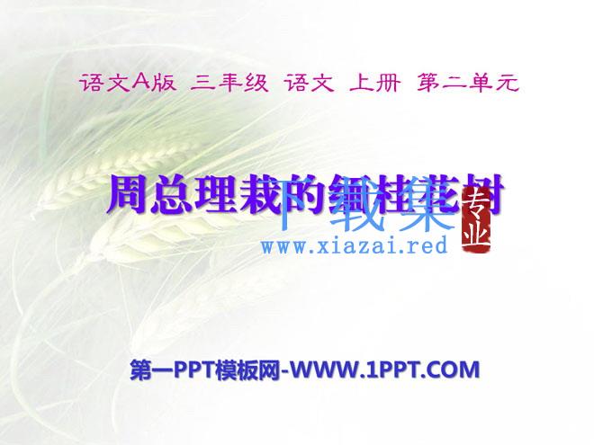 《周总理栽的缅桂花树》PPT课件2