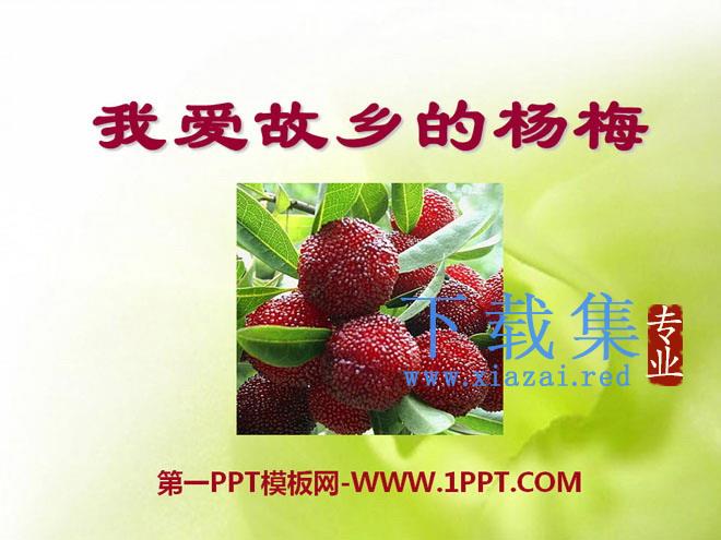 《我爱故乡的杨梅》PPT课件2
