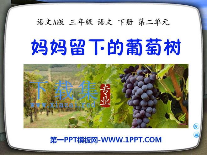 《妈妈留下的葡萄树》PPT课件2
