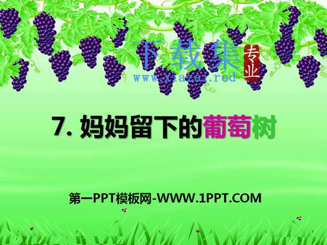 《妈妈留下的葡萄树》PPT课件3