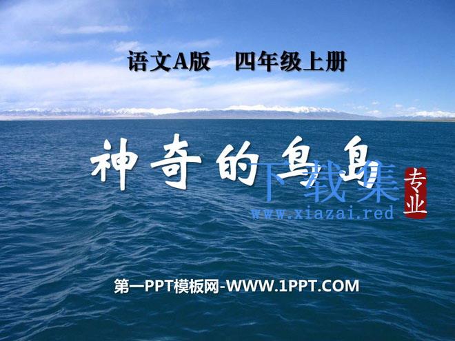 《神奇的鸟岛》PPT课件