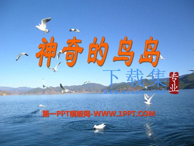 《神奇的鸟岛》PPT课件2