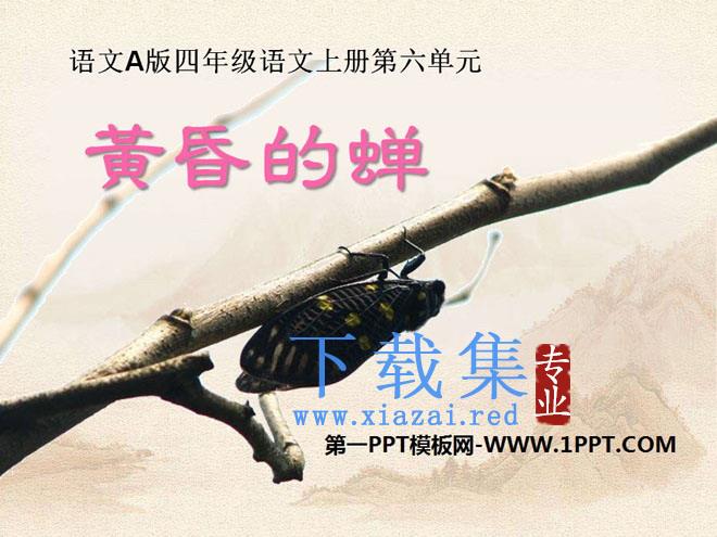 《黄昏的蝉》PPT课件2