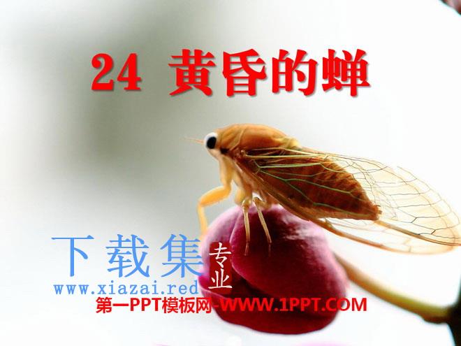 《黄昏的蝉》PPT课件3