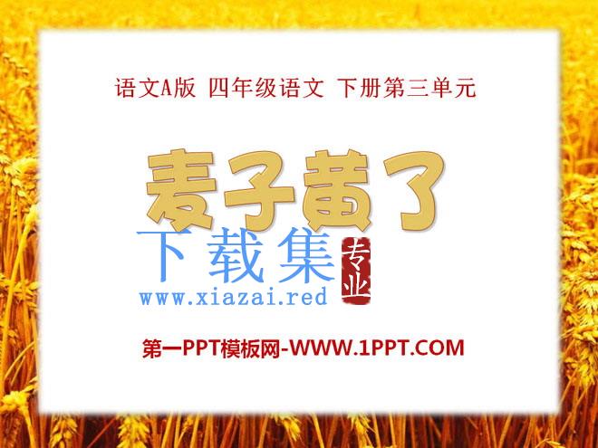 《麦子黄了》PPT课件