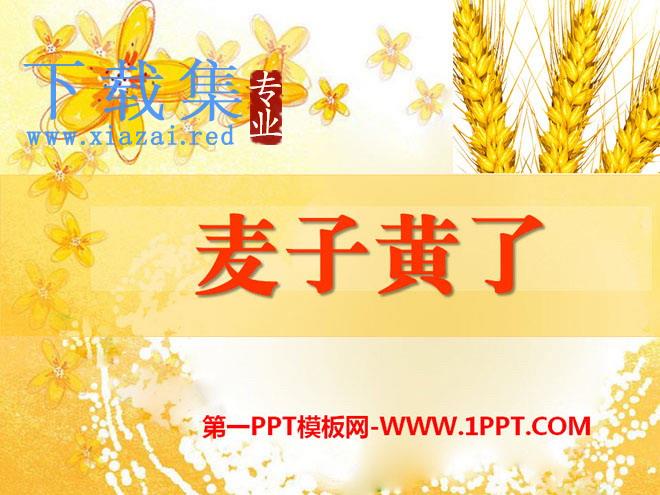 《麦子黄了》PPT课件2