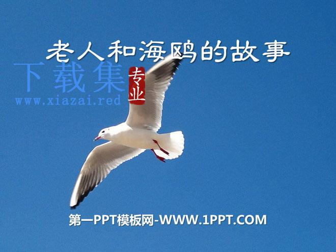 《老人和海鸥的故事》PPT课件