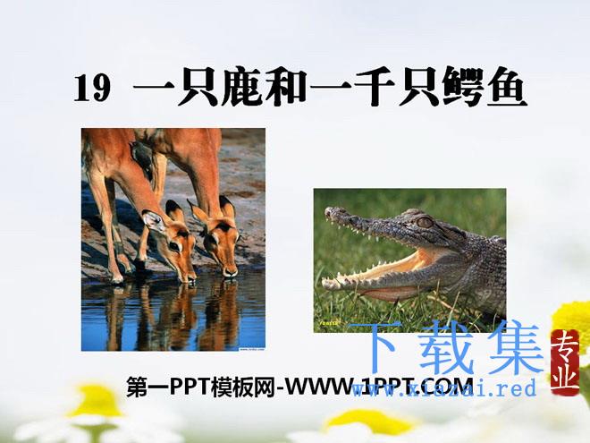 《一只鹿和一千条鳄鱼》PPT课件2