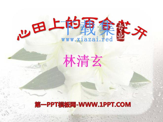 《心田上的百合花开》PPT课件