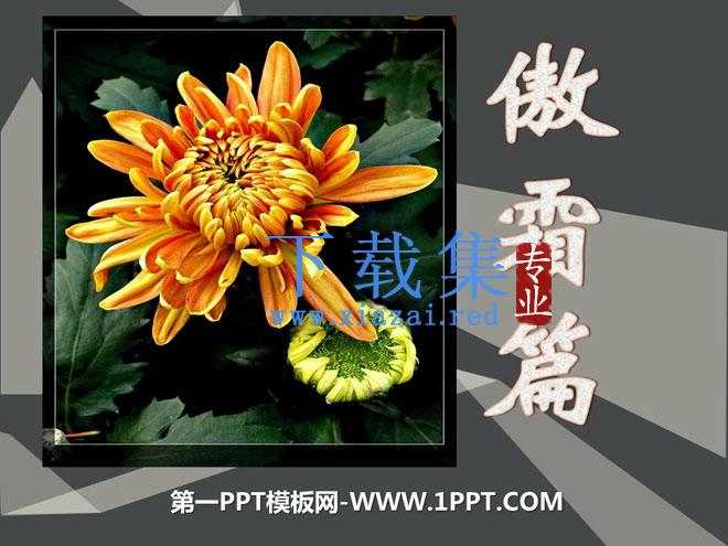 《傲霜篇》PPT课件4