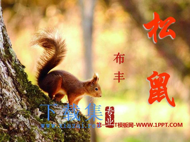 《松鼠》PPT课件9