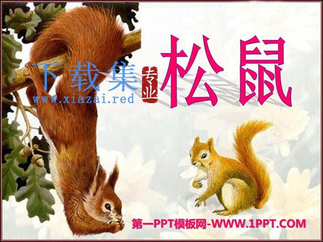 《松鼠》PPT课件10