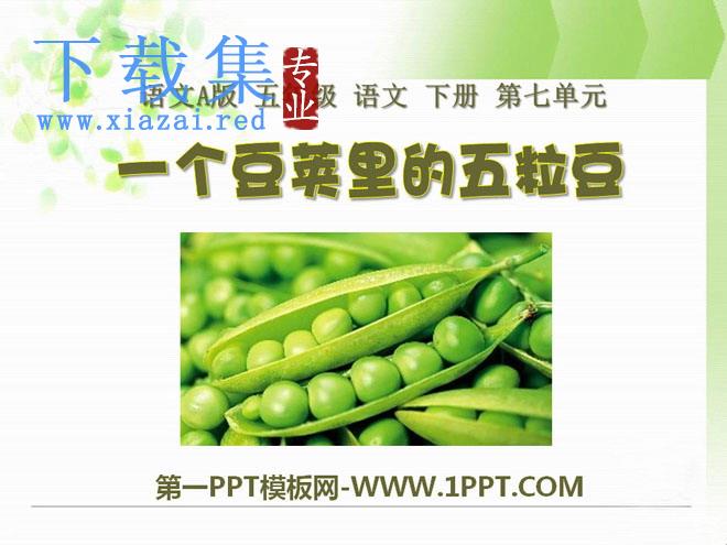《一个豆荚里的五粒豆》PPT课件