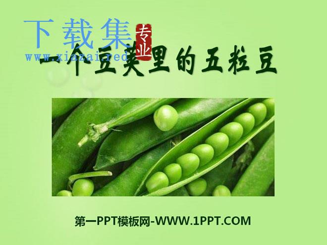 《一个豆荚里的五粒豆》PPT课件4