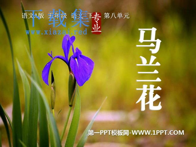 《马兰花》PPT课件