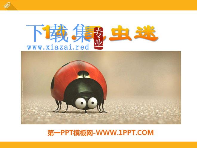 《昆虫迷》PPT课件