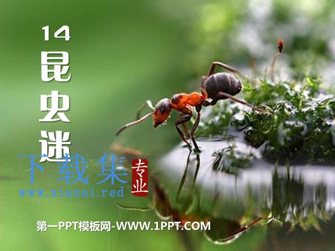 《昆虫迷》PPT课件2