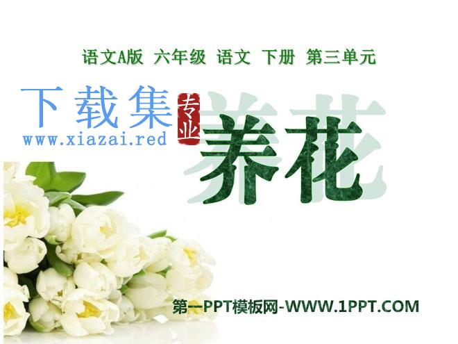 《养花》PPT课件10