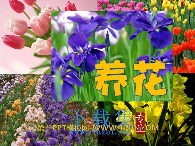 《养花》PPT课件11