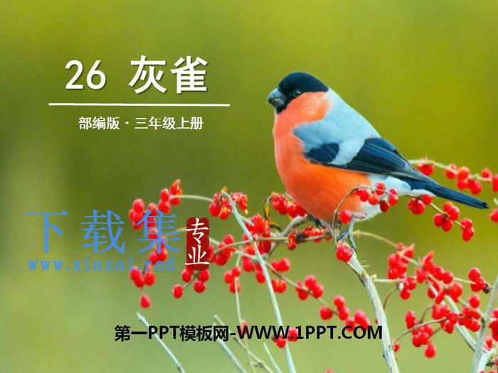 《灰雀》PPT