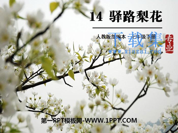 《驿路梨花》PPT