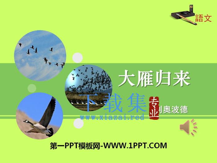 《大雁归来》PPT下载