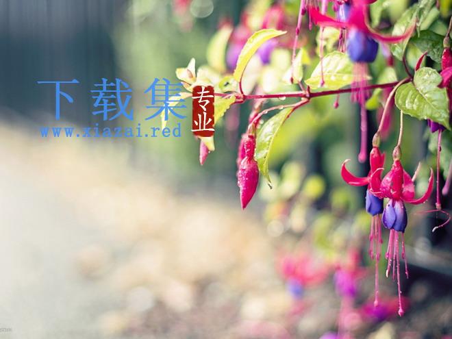 清新紫色花卉PPT背景图片